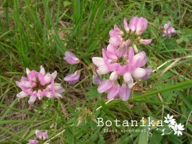 Coronilla varia